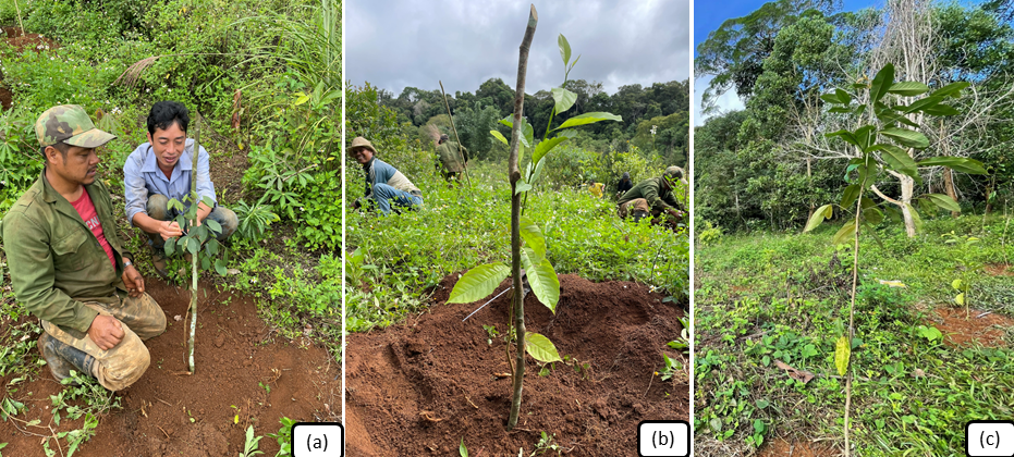 Triển khai mô hình thử nghiệm trồng bổ sung phục hồi rừng tự nhiên bằng các loài cây lâm nghiệp bản địa tại Khu dự trữ sinh quyển cao nguyên Kon Hà Nừng, tỉnh Gia Lai